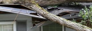 Fallen tree damaging the roof of a house